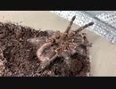 [まあいろいろと]タランチュラ飼育日記その２５２[オリンピアとは]