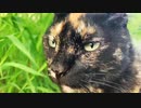 2021/07/20放送【109日目 北海道 釧路 早朝 あずにゃんぽ（猫散歩）】北海道全市町村制覇するまで帰れまてん！　猫と車中泊の旅　日本縦断【旅猫あずき～保護猫から旅猫へ～】