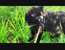 2021/07/20放送【109日目 北海道 釧路 夕方 あずにゃんぽ（猫散歩）】北海道全市町村制覇するまで帰れまてん！　猫と車中泊の旅　日本縦断【旅猫あずき～保護猫から旅猫へ～】