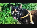 2021/07/21放送【110日目 北海道 釧路 早朝 あずにゃんぽ（猫散歩）】北海道全市町村制覇するまで帰れまてん！　猫と車中泊の旅　日本縦断【旅猫あずき～保護猫から旅猫へ～】