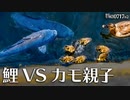 0717B②【カルガモ親子VS鯉】雛鳥を守る母。捕食（カワウが魚、蜘蛛をシジュウカラ、虫にハクセキレイ食べられる）カモの引っ越し続き。鶴見川水系で野鳥撮影　#身近な生き物語　#カルガモ親子　#コイ