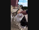 ピンチ！猫島で多数の外猫に囲まれた！貴方ならどうする？#Shorts 【野良猫】