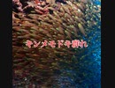 キンメモドキ群れ・渡嘉敷島ダイビング