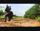 2021/07/23放送【112日目 北海道 厚岸郡 夕方 あずにゃんぽ（猫散歩）】北海道全市町村制覇するまで帰れまてん！　猫と車中泊の旅　日本縦断【旅猫あずき～保護猫から旅猫へ～】