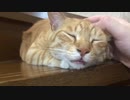 たらこ唇に見える猫