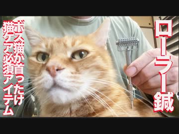 保護猫ケアの必須アイテム、猫たちを癒やす