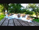 公園のテーブルで寝ていた三毛猫姉妹をナデナデしてきた