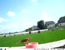 トレイルカメラで雀撮ってみた　20210724