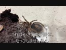 [サニボ第二話]タランチュラ飼育日記その２５３[不穏でワクワクしますね]