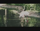 ☆CHIYURI☆ ZOO