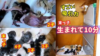 必死に母乳を吸引する赤ちゃん。を眺める叔母猫【生後1日目-10 五匹の子猫】