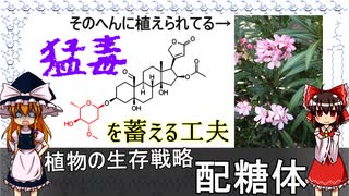 植物の生存戦略　配糖体【食品化学ゆっくり解説Part7.5】