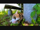 草を噛む三毛猫がカワイイ