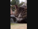 汚い？キレイ？清めの水を飲む猫！この動画に貴方の一言を #Shorts【野良猫】