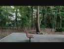ワクチン接種１回目終了/ らじこ  Free Talk NATIVE