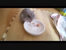 ハムスター飼いました。その121～2021年７月だよ!!体重測定だよ!!～