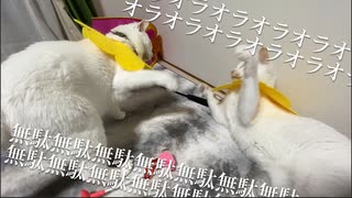 絶対に当てられない猫パンチがある