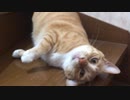 階段の角が好きな猫