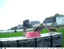 トレイルカメラで雀撮ってみた　20210725