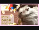 【音フェチ】カリカリ音が心地良い！はじめてバナナを食べるハムスター【ふわたん】