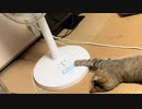 扇風機を占領したタタルさん　＃243