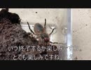 [まさに脱皮中]タランチュラ飼育日記その２５４[タヒんでない、本当]