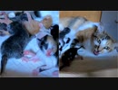 赤ちゃん猫が軽くヒステリックを起こしました。【生後1日目-11 子猫 夕方の部】