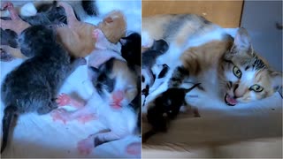 赤ちゃん猫が軽くヒステリックを起こしました。【生後1日目-11 子猫 夕方の部】