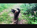 2021/07/24放送【113日目 北海道 厚岸郡 早朝 あずにゃんぽ（猫散歩）】北海道全市町村制覇するまで帰れまてん！　猫と車中泊の旅　日本縦断【旅猫あずき～保護猫から旅猫へ～】