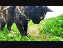2021/07/24放送【113日目 北海道 厚岸郡 夕方 あずにゃんぽ（猫散歩）】北海道全市町村制覇するまで帰れまてん！　猫と車中泊の旅　日本縦断【旅猫あずき～保護猫から旅猫へ～】