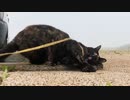 2021/07/25放送【114日目 北海道 根室市春国岱 早朝あずにゃんぽ（猫散歩）】北海道全市町村制覇するまで帰れまてん！　猫と車中泊の旅　日本縦断【旅猫あずき～保護猫から旅猫へ～】