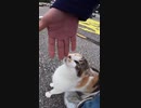 悪質な当たり屋の実態がこの後明らかに！？ #Shorts【野良猫】