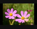 【Free bgm】日昇/Ailes