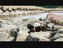 2021/07/25放送【114日目 北海道 根室市 夕方海辺の早朝あずにゃんぽ（猫散歩）】北海道全市町村制覇するまで帰れまてん！　猫と車中泊の旅　日本縦断【旅猫あずき～保護猫から旅猫へ～】
