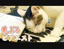 荒ぶる猫がピアノ弾いてみた