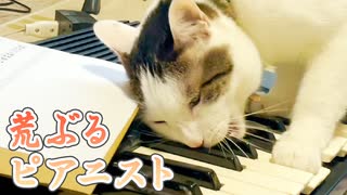 荒ぶる猫がピアノ弾いてみた