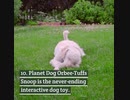 Heavy Chewers Will Love These 14 Indestructible Dog Toys