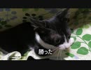 猫の喧嘩？ ネコの戦い？ ねこのじゃれあい？
