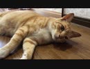撫でられると徐々に倒れていく猫