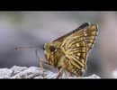 セセリチョウ(コチャバネセセリ)を眺めるだけ