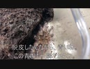 [脱皮終了してた]タランチュラ飼育日記その２５５[めちゃ綺麗だな]