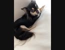 今日のララ（ロングチワワ、♂2才）2021/7/27