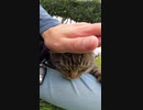 お見事！この後、耳が折れているキジトラ猫が・・・？#Shorts【野良猫】