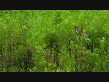 ヘビを警戒して鳴くスズメ ニコニコ動画