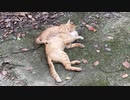 子猫を飼うのは大変だということがわかる動画