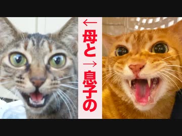 生後4週2930日のベテラン子猫、カーチャンに激似になる