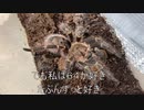 [脱皮とか捕食とか]タランチュラ飼育日記その２５６[蜘蛛はにぎやか]