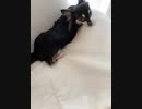 今日のララ（ロングチワワ、♂2才）2021/7/28