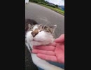 衝撃！この後、野良猫に爪とぎをされて思わず・・・#Shorts【野良猫】