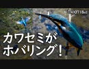 0718B②【カワセミの捕食とホバリング】巣立ち雛が狩りの練習、草を食べられる？カルガモ親子見つからず。蟻の行列を妨害。鶴見川水系恩田川でコンデジ野鳥撮影　#身近な生き物語　#カワセミ　#ホバリング